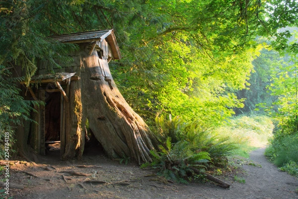 Obraz Treehouse in the forest