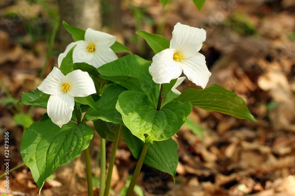 Fototapeta Trillium Flower