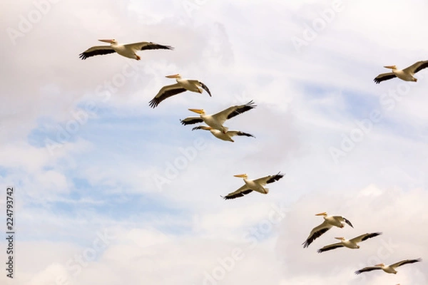 Obraz pelicanos borregueros