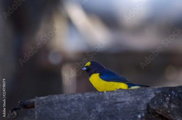 Obraz bird on a branch