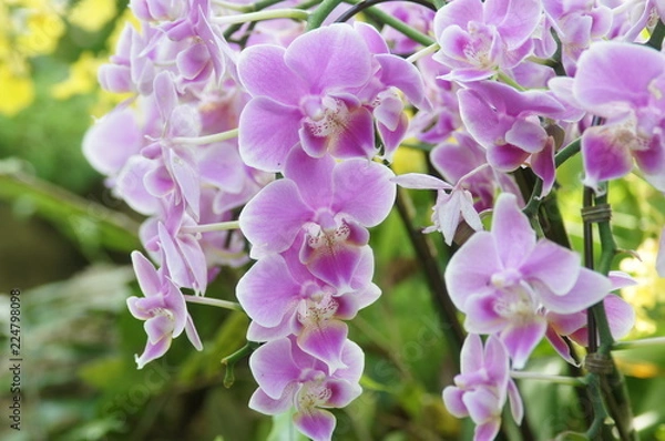 Fototapeta 胡蝶蘭