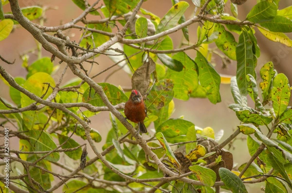 Fototapeta apples on tree