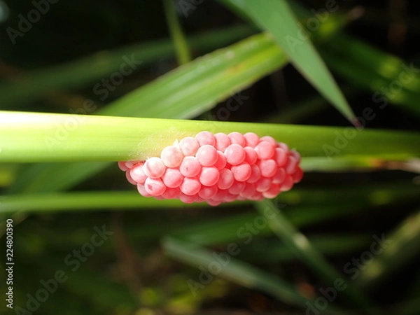 Obraz ジャンボタニシのタマゴ