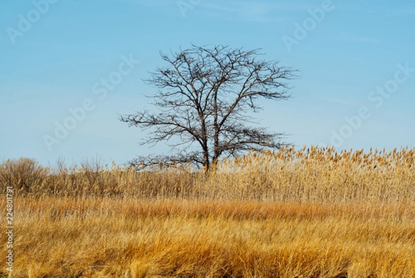 Obraz Cedar Point Sanctuary