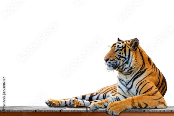 Obraz tiger isolated on white background