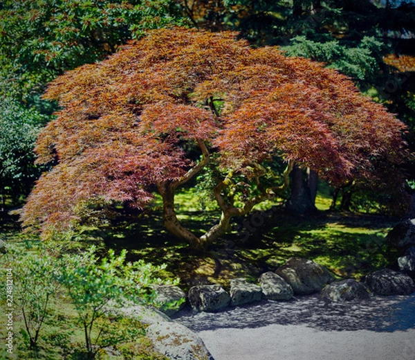 Obraz Red Dragon Japanese Maple Shallow View
