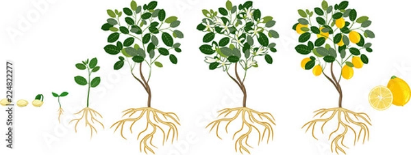 Fototapeta Life cycle of lemon tree. Stages of growth from seed and sprout to adult plant with fruits