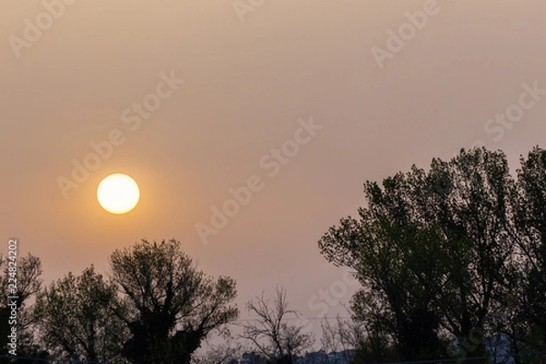 Fototapeta Sunset with sand suspended in the atmosphere, coluring the sky red, over some trees silhouettes