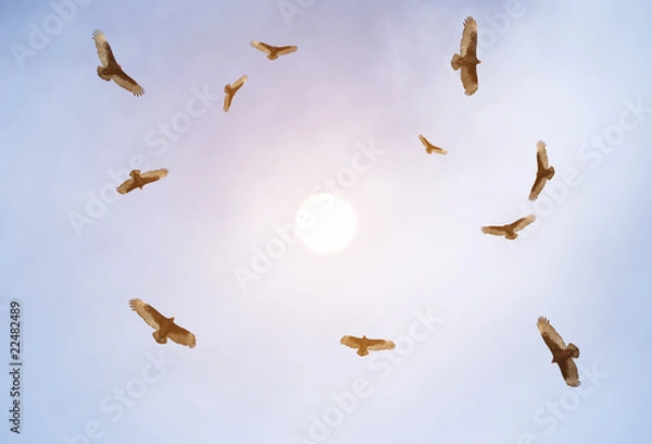 Fototapeta Turkey vultures soaring