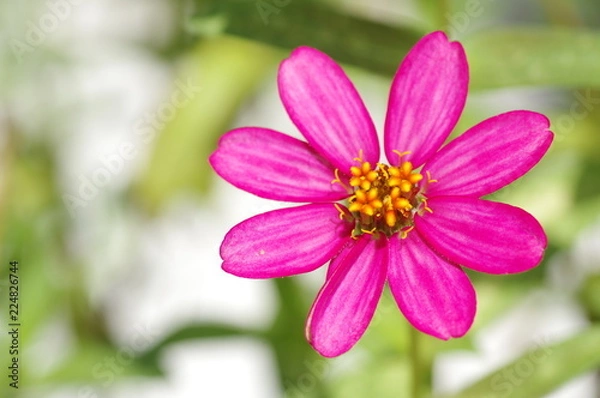 Obraz Zinnia, Youth-and-old-age, Zinnia elegans