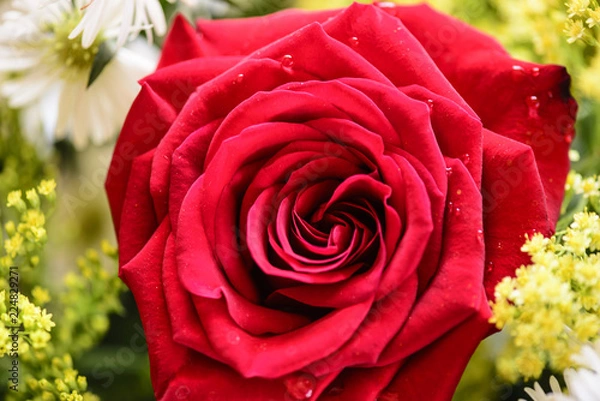 Obraz Rose from Rosarito Mexico