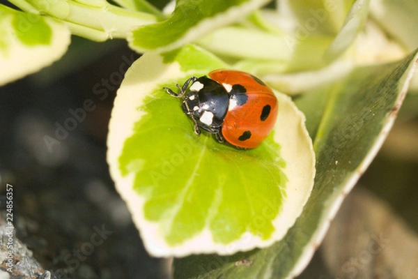 Obraz Ladybird on Leaf