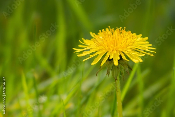 Obraz Dandelion in Grass
