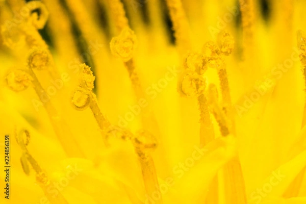 Obraz Dandelion Pollen