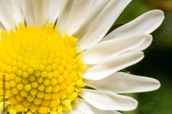 Obraz Daisy Center and petals close up