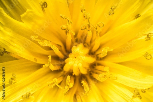 Obraz Dandelion Center up close