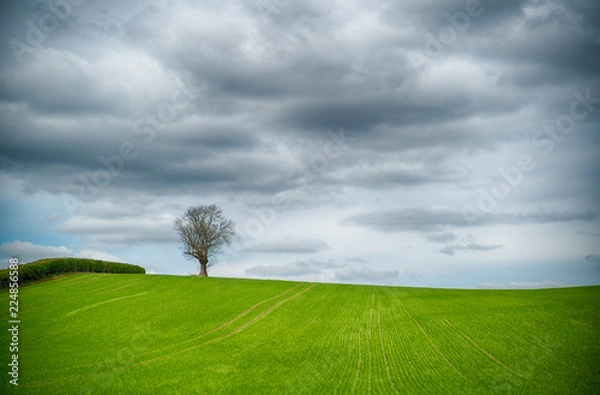 Obraz Lone Tree, Dark Sky