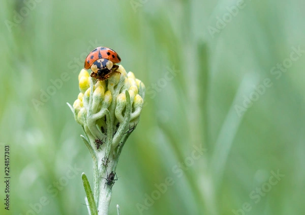 Obraz Ladybird hunting Aphids