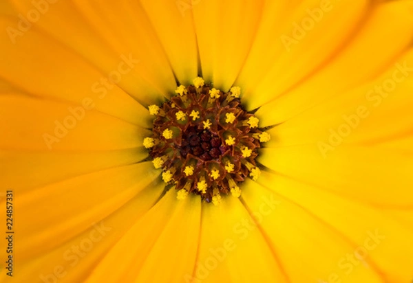 Obraz Orange Flower Center Close up