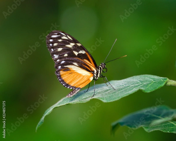 Fototapeta Butterfly (Tiger Longwing Heliconius Hecale)
