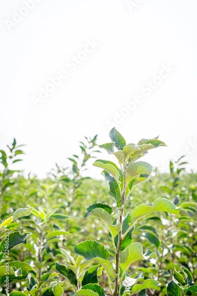 Fototapeta seedlings of fruit trees grow in rows in the field for cultivation and sale of new varieties of trees