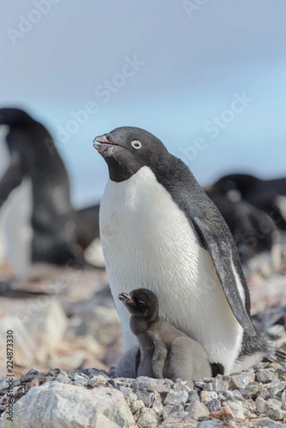 Fototapeta Adelie penguin in nest with chick