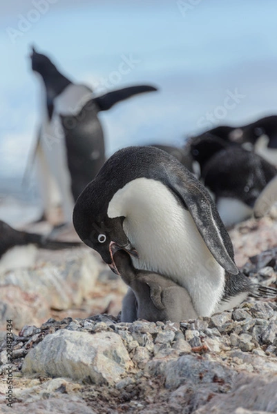 Fototapeta Adelie penguin in nest with chick