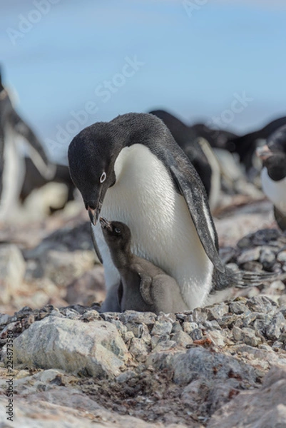 Fototapeta Adelie penguin in nest with chick