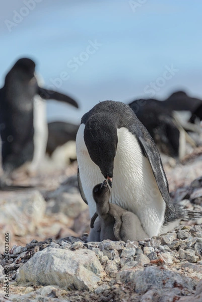 Fototapeta Adelie penguin in nest with chick
