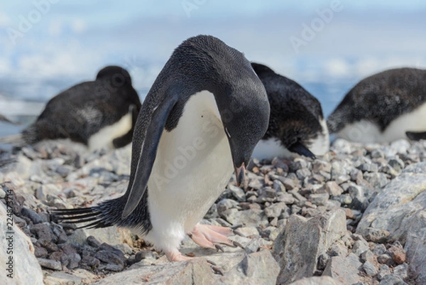 Fototapeta Adelie penguin on beach