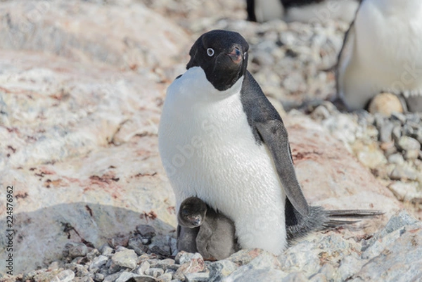 Fototapeta Adelie penguin in nest with chick