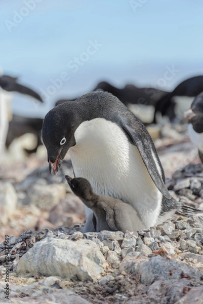 Fototapeta Adelie penguin in nest with chick