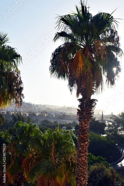 Obraz Palm - Gran Canaria