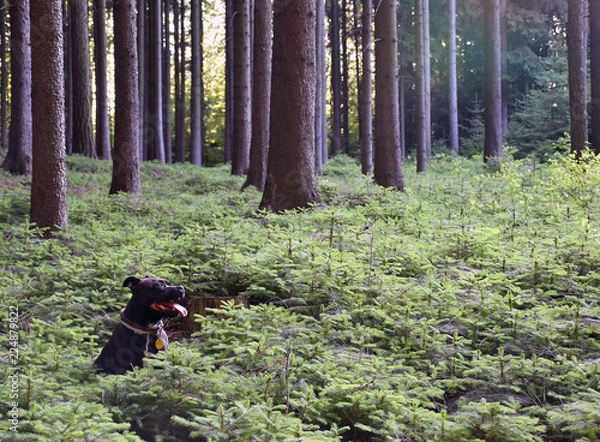 Obraz Steak in Forest