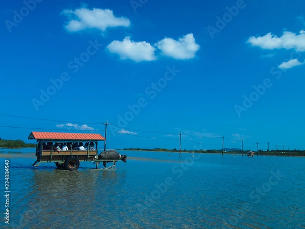 Obraz 沖縄西表島から由布島へ水牛車で渡って