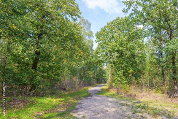 Fototapeta Sandy path in a forest in sunlight at fall