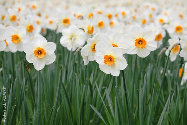 Fototapeta Daffodils