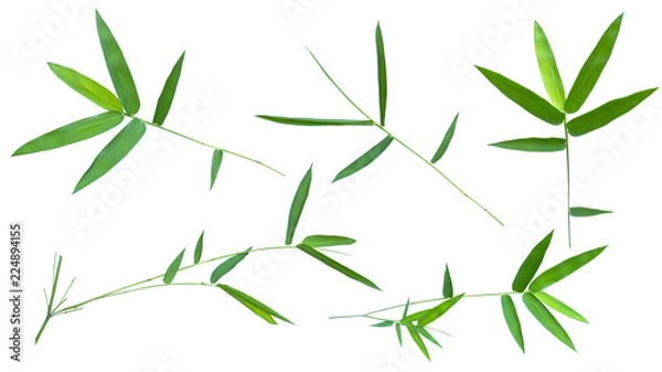 Fototapeta bamboo isolated on gray background with clipping path