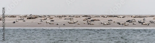 Obraz Sandbank mit Robben