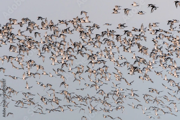Obraz Vogelschwarm mit Austernfischer