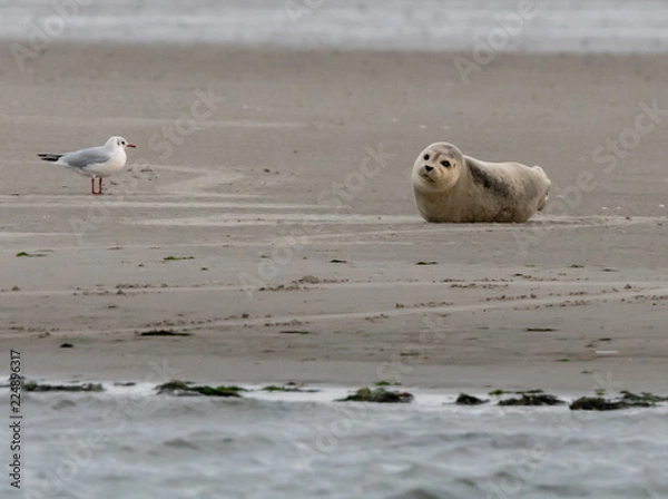Obraz Robbe im Wattenmeer