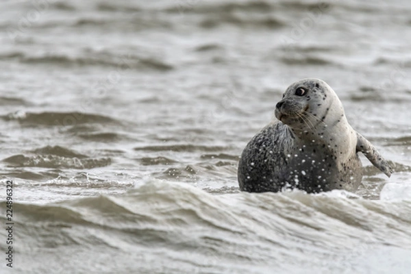 Obraz Robbe im Wattenmeer