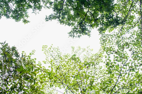 Fototapeta Fresh green forest and sunlight through green tree - Low Angle View..