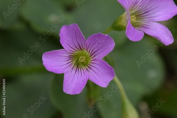 Obraz flower in garden