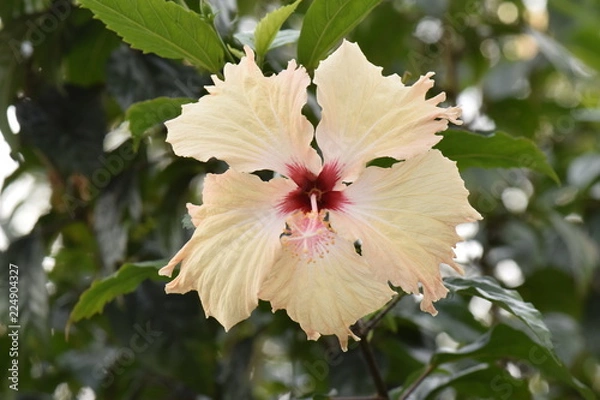 Obraz hibiscus
