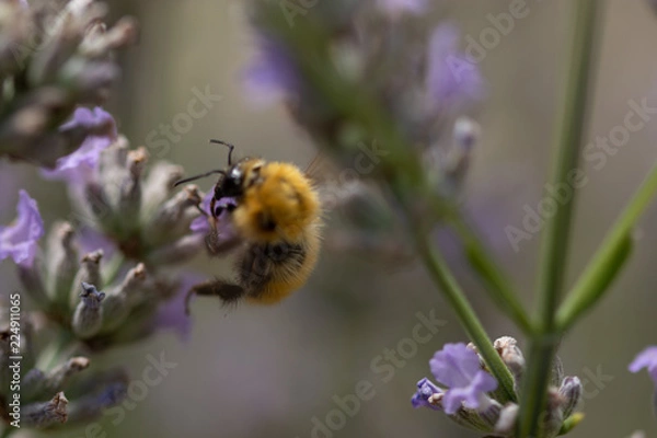 Fototapeta Impollinazione