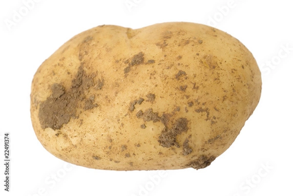 Obraz potato over white