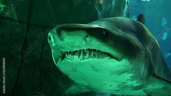 Obraz Sand shark, close-up view