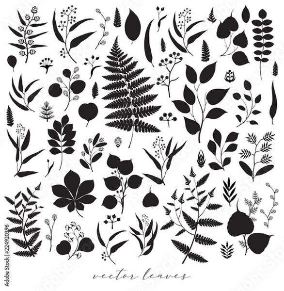 Obraz Big set of branches and leaves, fall, spring, summer. Vintage botanical illustration,  floral elements in black design on white background
