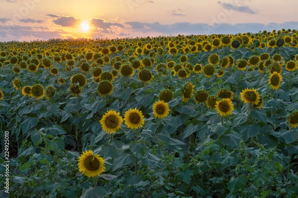 Obraz Kansas Sunflower Field